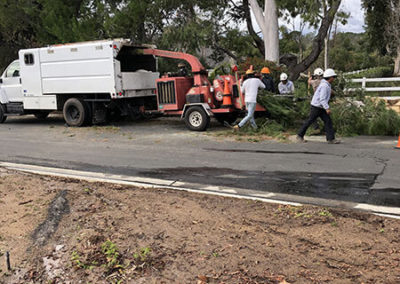 Tree Cutting Service