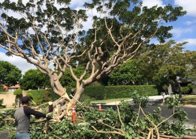 Tree Trimming