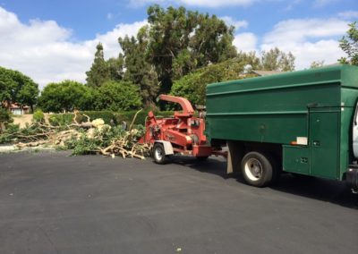 Tree Cutting Service