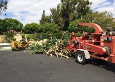 Tree Cutting Service