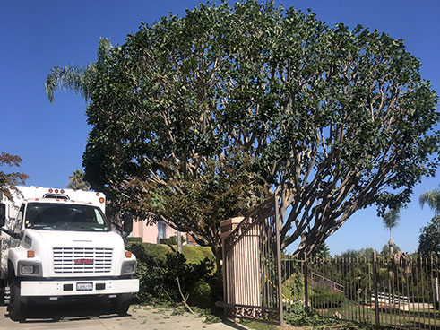 Tree Cutting Service