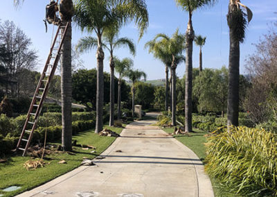 Tree Trimming