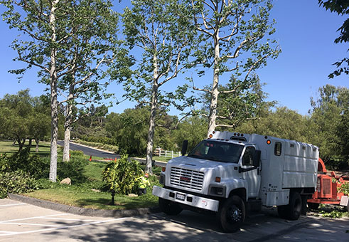 IMG_0326 Tree Service
