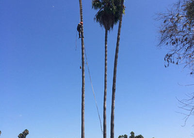 Routine Tree Care