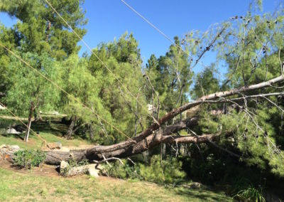 Tree Cutting