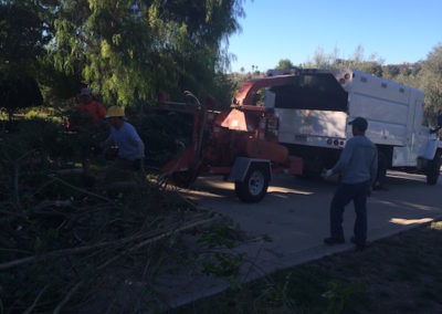 Tree Trimming