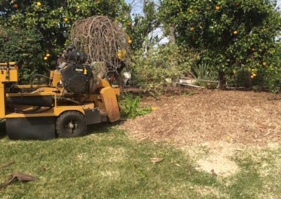 Tree Trimming