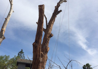 Tree Trimming